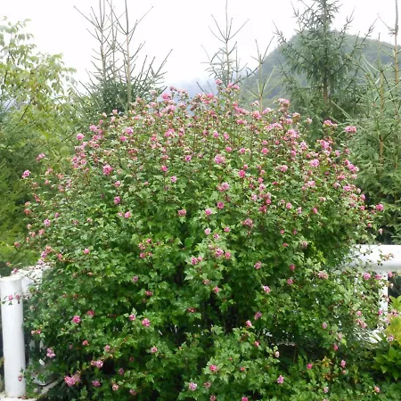 Romy Privatunterkunft *